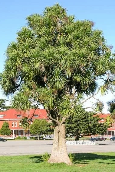 Cabbage Palm Tree Seeds - 30 Count - Cordyline Australis - Tropical Planting Seeds for Garden and Landscape