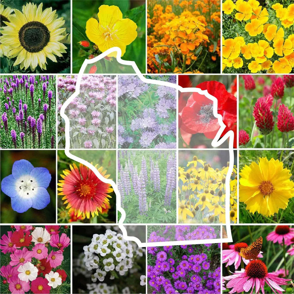 Wisconsin Wildflower Seed Mix | 1000 Non-GMO Perennial & Annual Seeds | Native Plants for Pollinators