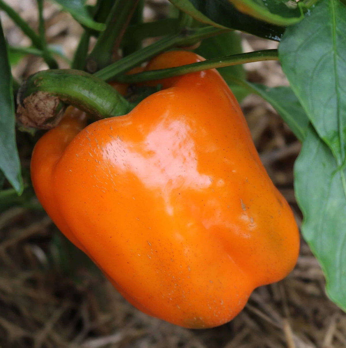 10+ Heirloom Orange Sun Sweet Bell Pepper Seeds - Non-GMO, Fresh - Capsicum annuum