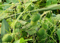 Wild Cucumber Seeds - Fruiting Vine - Cucumis dipsaceus - 10 Seeds - Garden Starter - Organic Gardening