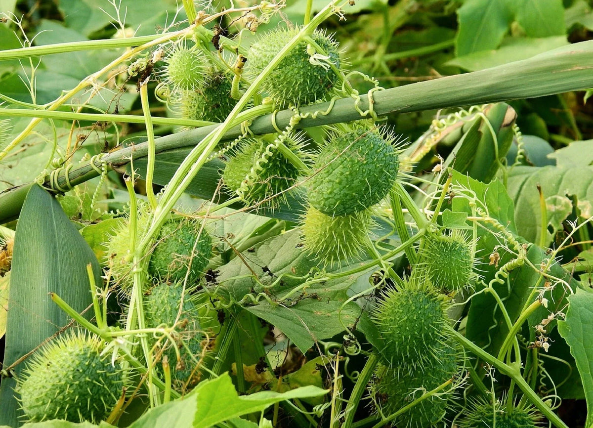 Wild Cucumber Seeds - Fruiting Vine - Cucumis dipsaceus - 10 Seeds - Garden Starter - Organic Gardening