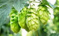 Hops Vine Plant Cuttings, 5-Pack, Japanese Hops, Humulus lupulus, Perennial Plant for Home Brewing and Garden