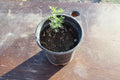 Desert Ironwood Tree - Well Rooted Olneya Tesota Bonsai - Unique Indoor Plant - Drought Tolerant
