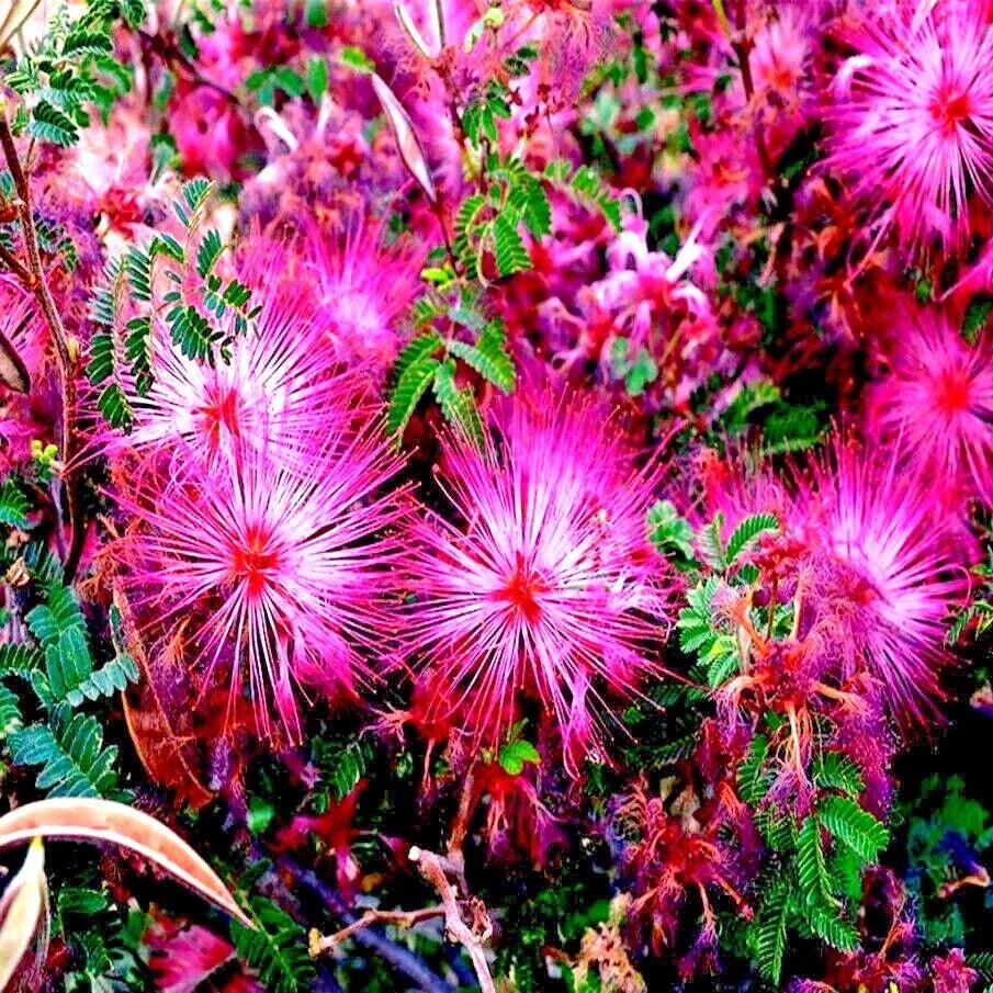 Pink Fairy Duster Tree Seeds - Mesquitella eriophylla - Flowering Mimosa Plant - Rare Drought-Tolerant Seeds