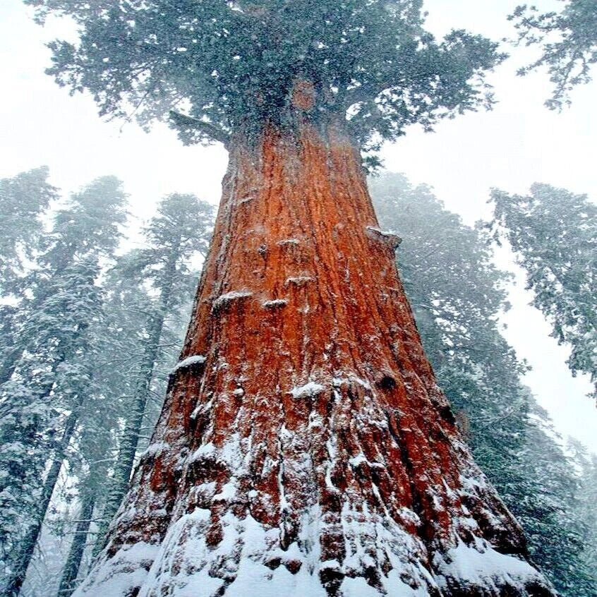 California Coast Redwood Seeds - Giant Sequoia Bonsai - Sequoiadendron giganteum - Perfect for Home Gardening
