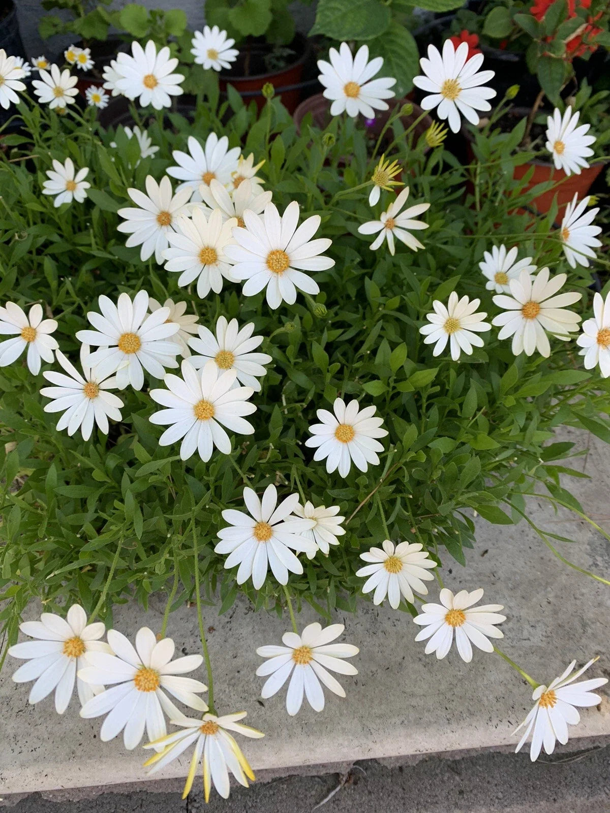 African Daisy Plant, 18x12x8 Inches, Cream/Yellow, Osteospermum, Perennial Huge Blooms