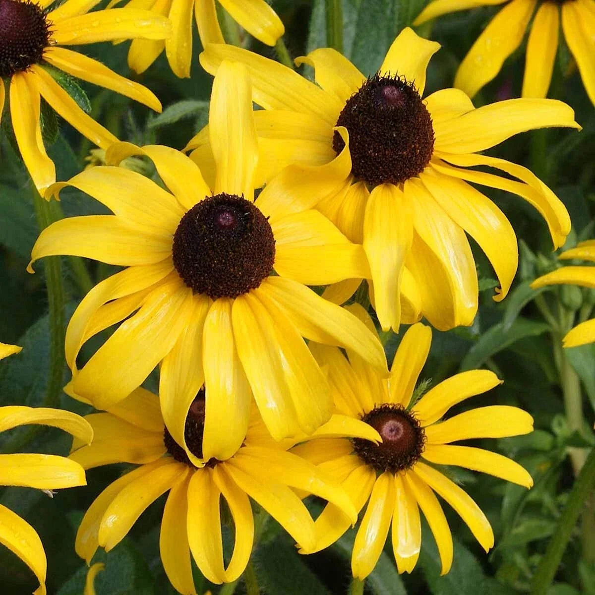 Black Eyed Susan Wildflower Seeds 1 Lb - Rudbeckia hirta - Everwilde Farms Mylar Seed Packet