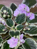 African Violet Leaves - 2 Pack - *Hunter's Slippery When Wet* - Saintpaulia ionantha