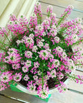 Sweet Alyssum Flower Seeds - 50 Pack - Pink Blooms - Lobularia maritima