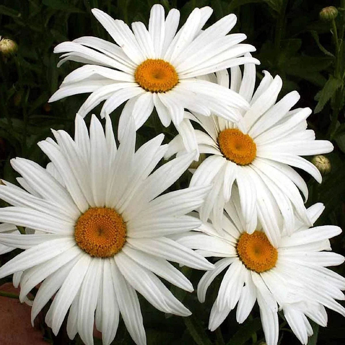 Alaska Shasta Daisy Wildflower Seeds - 1/4 Lb Mylar Seed Packet - Leucanthemum × superbum - Everwilde Farms