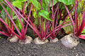 Detroit Red Beets Seeds - 250+ Seeds - Heirloom Variety - Beta vulgaris - USA Made, Ships from Iowa