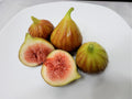 Chicago Hardy Fig Tree Cuttings - 10 Unrooted 6-8" Long - Ficus carica "Chicago Hardy" - Cold Hardy Variety