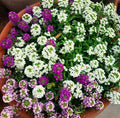 Sweet Alyssum Flower Seeds - 100 Count Color Mix - Lobularia maritima