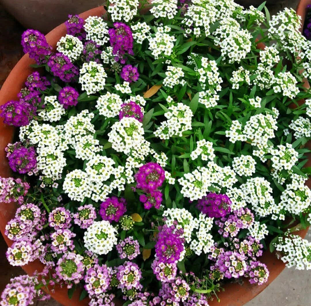 Sweet Alyssum Flower Seeds - 100 Count Color Mix - Lobularia maritima