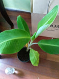 Live Plantain Plant 8-12in Platano Macho in Pot with Soil - Musa paradisiaca