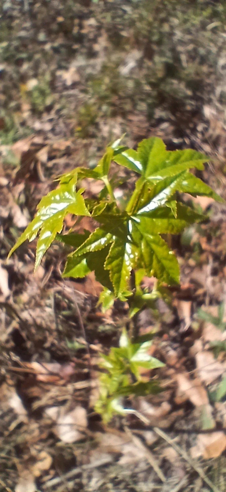 Sweet Gum Trees 5-Pack 10"-1ft Tall Rare Southern Alabama Liquidambar styraciflua Seedlings Native Beauty