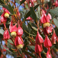Fuchsia Gum Tree Seeds - 30 Seeds for Planting - Eucalyptus forrestiana - Fast-Growing Drought-Tolerant Tree