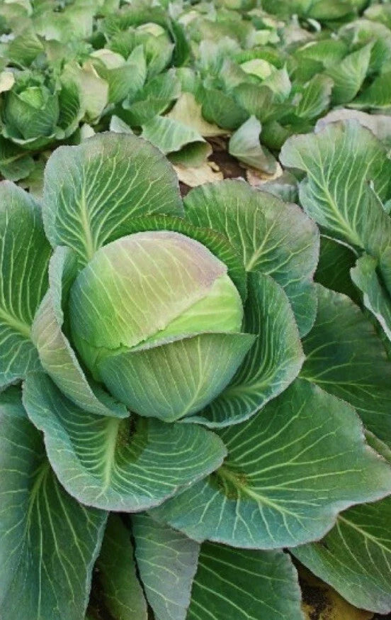Brunswick Cabbage Seeds - 2,000 Count, Danish Ballhead, Non-GMO, Vegetable Seeds for Garden Planting