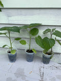 Ground Cherry Plant 14"-16" - Cape Gooseberry, Goldenberry, Peruvian Cherry - Physalis peruviana