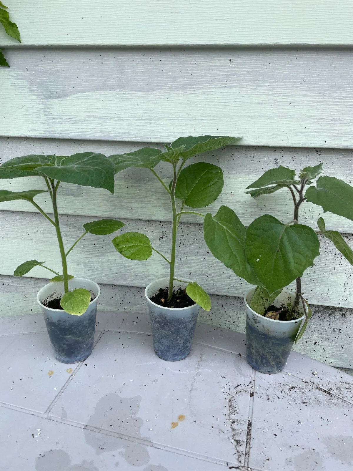 Ground Cherry Plant 14"-16" - Cape Gooseberry, Goldenberry, Peruvian Cherry - Physalis peruviana