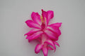 Christmas Cactus Starter Plant - Healthy Well Rooted Schlumbergera Truncata - Rossmore Harry Variety