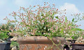 Rooted Cutting Plant Piece - Euphorbia guiengola Succulent Bonsai - 4" Rare Green Variety