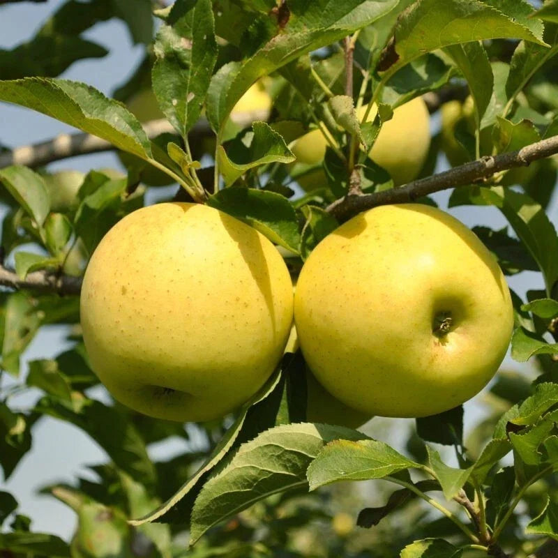 Golden Delicious Apple Tree, Bare Root, ?????????????, Malus domestica