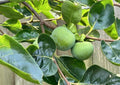 Japanese Fuyu Persimmon Tree Scions/Cuttings 6-8in Long for Rooting/Grafting - Diospyros kaki