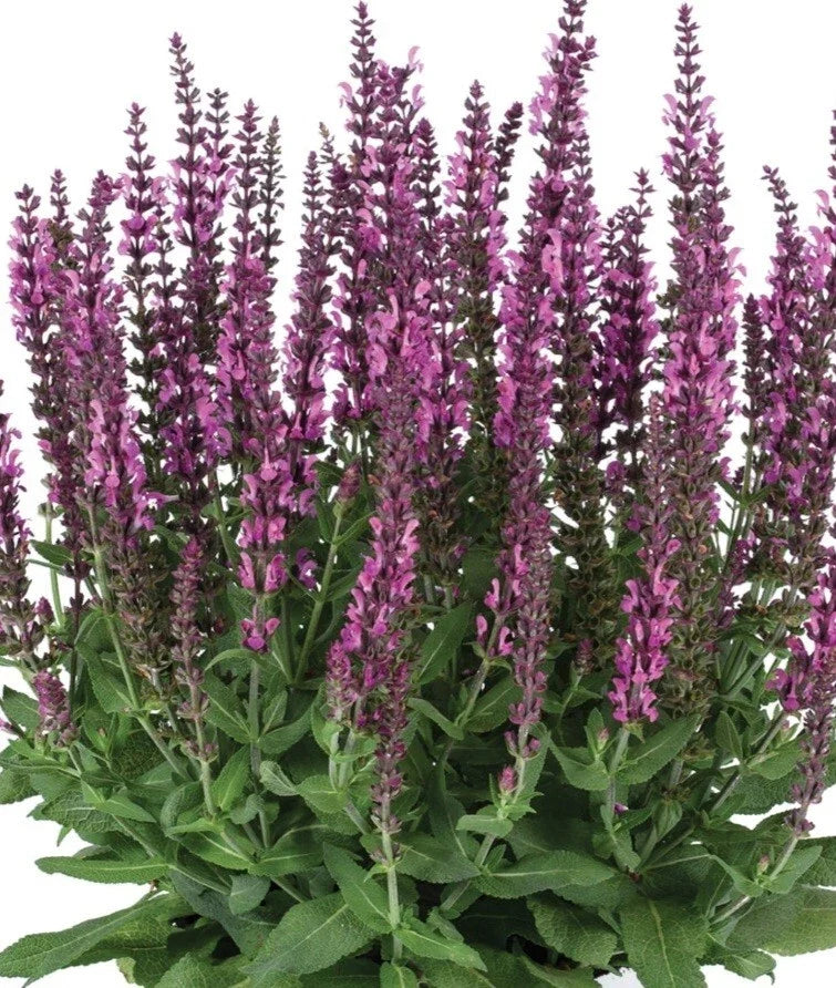 Apex Pink Salvia Plant - 1 Gallon - Pink Flowering Perennial - Salvia nemorosa