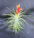 Tillandsia Funkiana Air Plant - Unique Indoor Decor - 1 Plant