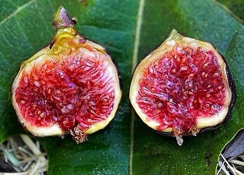 Dwarf Fig Tree Starter Plant - Fignomenal Variety - Ficus carica