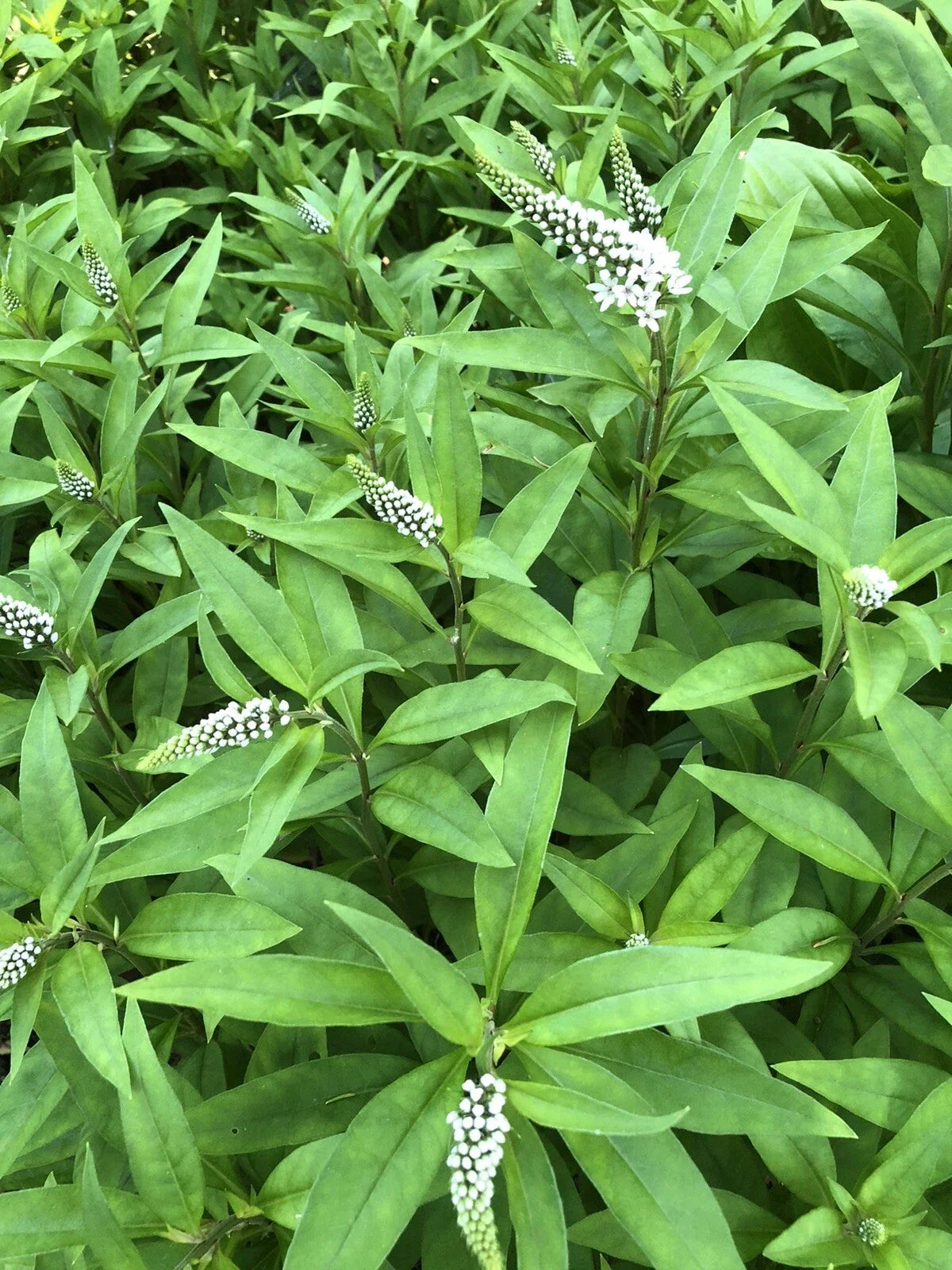 Gooseneck Loosestrife Perennial Plants - 10 Bare Root, White Flowers - Lysimachia clethroides