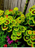 Variegated Geranium Cuttings - 3 Beautiful 6” Cuttings - Pelargonium spp.