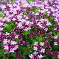 Mother of Thyme Herb Plug, 3"x3", Low-Growing Perennial, Thymus serpyllum, Pollinator-Friendly, Aromatic Ground Cover