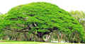 10 Rain Tree Seeds - Monkey Pod "Hitachi" - Albizia saman - Tropical Flower - Rare Seed Variety