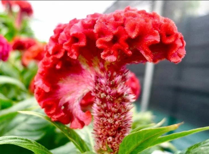 Celosia Cristata Seeds - 63+ Pack - Colorful Cockscomb Flower Seeds for Gardens and Pollinators