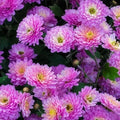 Orchid Delight Mum Seeds - 200 Chrysanthemum morifolium Seeds | Multicolored Blooms