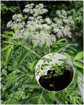 American Elderberry Starter Plant - 2"x3" Pot - Sambucus canadensis - Organic Herbaceous Perennial