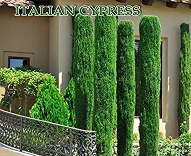 Italian Cypress Seeds 300 Count, Tuscan Variety, Cupressus sempervirens, Graveyard Cypress