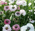 Poppy Seeds - 300 Count - Pink & White Mix Wildflower Seeds - Papaver somniferum