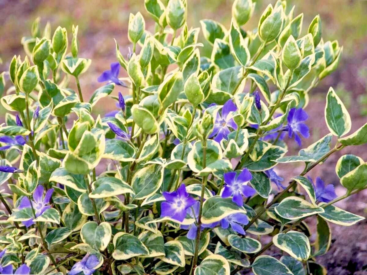 Variegated Vinca Vines - 6+ Plants, 10" for Pots or Ground Cover, Perennial (Vinca minor)
