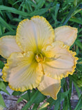 Hemerocallis 'Eloquent Silence' Daylily Bareroot - Mature Eyes, Perennial Flowering Plant for Gardens
