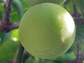 Austree Hybrid Willow Cuttings - 10 Inch Thick Fresh Cut Fast Growing Plant (Salix x sepulcralis) - 60 Pack