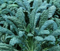 Lacinato Kale Seeds 300+ Count Dinosaur Kale Vegetable Greens Organic Heirloom Seeds