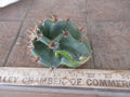 Columnar Cactus Cutting - Small Pup Cereus Peruvianus Spiralis - Unique Spiral Shape, Perfect for Indoor Decor