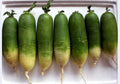 Green Radish Seeds 50 Pack + White Radish Seeds 100 Pack - Raphanus sativus