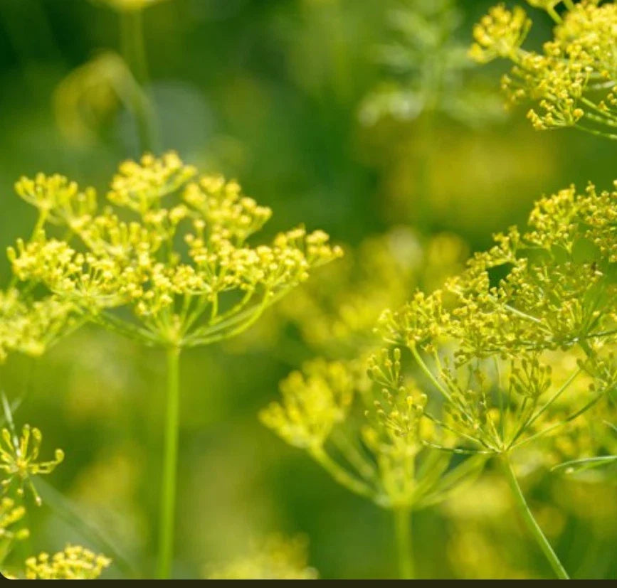 Bouquet Dill Seeds | NON-GMO Heirloom Seeds for Gardening | Anethum graveolens