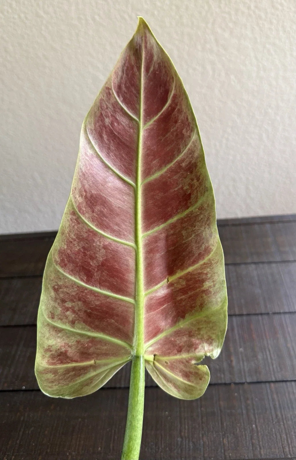 Philodendron Subhastatum Rooted Cutting - Tropical Houseplant, Rare Variety, Easy Care, Indoor Plant