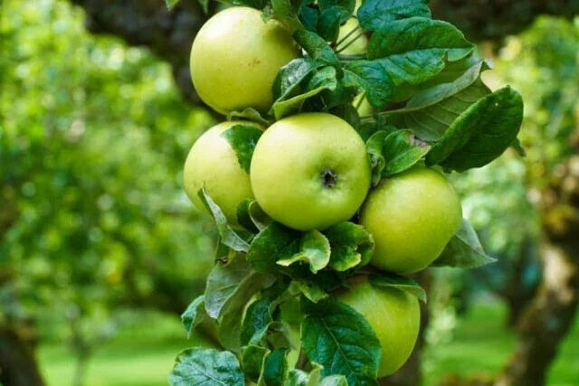 MALUS DOMESTICA 'Rhode Island Greening' Apple Live Tree - Bare Root 16+ Inches, Juicy Green Apples for Baking