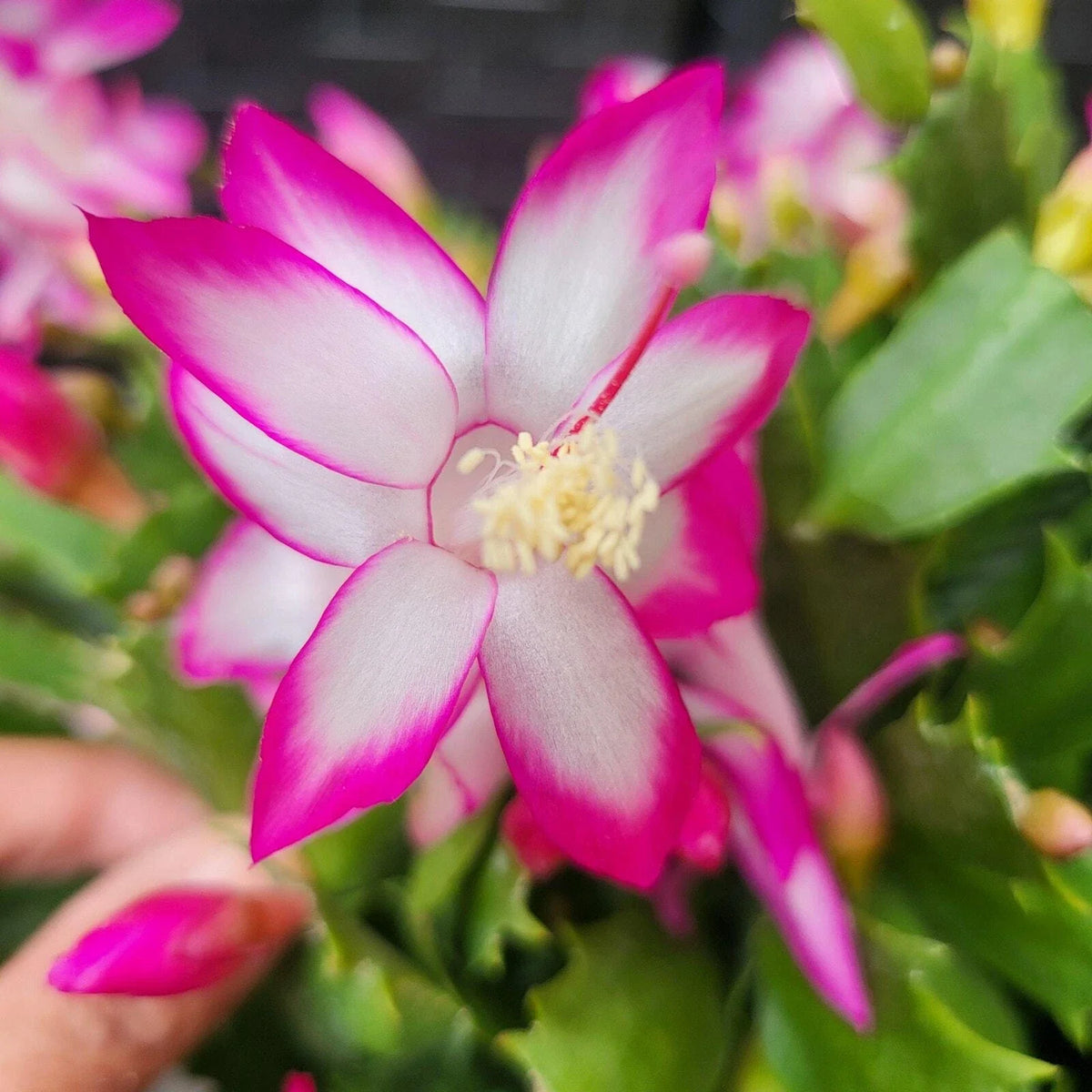 3x Holiday Cactus Plants - Thor Nille Schlumbergera truncata - Thanksgiving Cactus - Colorful Indoor Succulents
